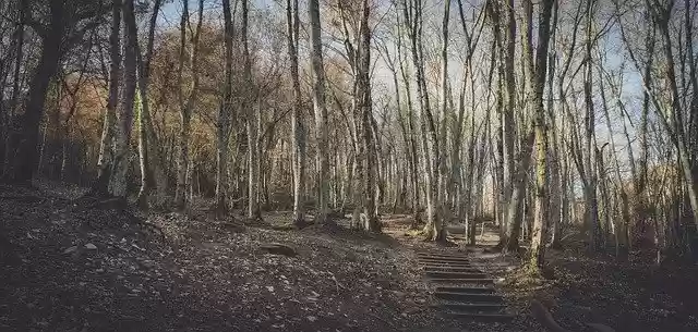 Free download Stairs Trees Autumn -  free free photo or picture to be edited with GIMP online image editor