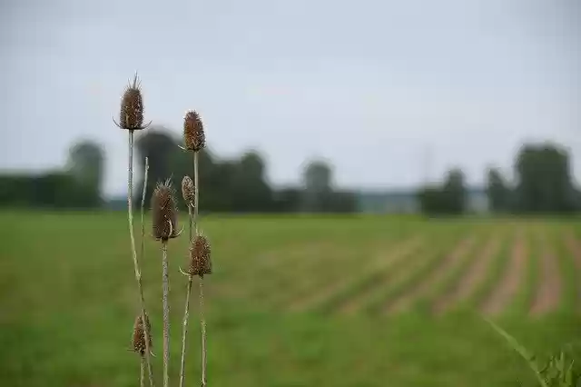 Free download Stalk Flower Dried -  free photo or picture to be edited with GIMP online image editor