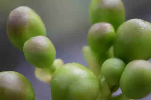 Free download Stamen Green Flower -  free free photo or picture to be edited with GIMP online image editor