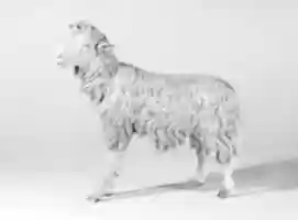 Free download Standing sheep free photo or picture to be edited with GIMP online image editor