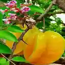 Star frui branch wallpaper  screen for extension Chrome web store in OffiDocs Chromium