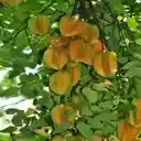 star fruit wallpaper  screen for extension Chrome web store in OffiDocs Chromium