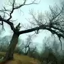 Stark Winter Tree  screen for extension Chrome web store in OffiDocs Chromium