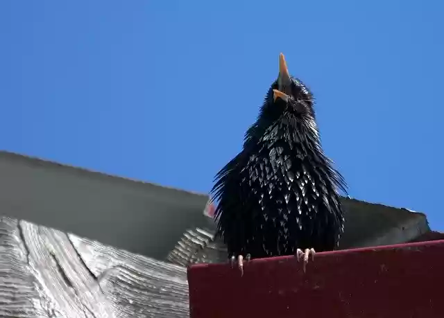 Free download Starling Birds The Song -  free photo or picture to be edited with GIMP online image editor