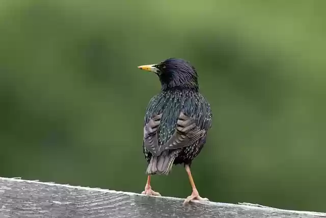 Free download starling black bird fence perched free picture to be edited with GIMP free online image editor