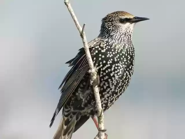 Free download Starling Songbird Migratory -  free photo or picture to be edited with GIMP online image editor