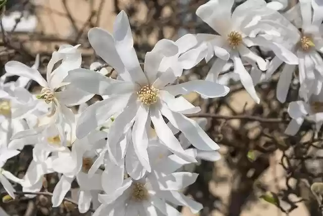 Free download Star Magnolia Flowers White -  free photo or picture to be edited with GIMP online image editor