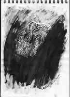 Free download Starving Vulture free photo or picture to be edited with GIMP online image editor
