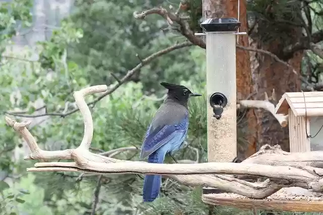 Free download Stellar Jay Cute Bird -  free photo or picture to be edited with GIMP online image editor