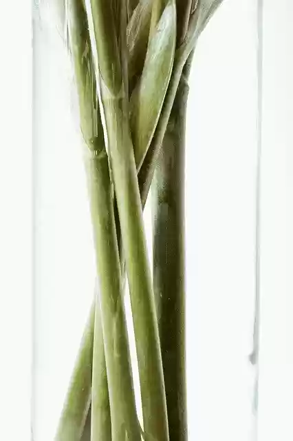 Free download Stem Plant Greens -  free photo or picture to be edited with GIMP online image editor