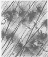 Free download Stencil with Pine in Rain free photo or picture to be edited with GIMP online image editor