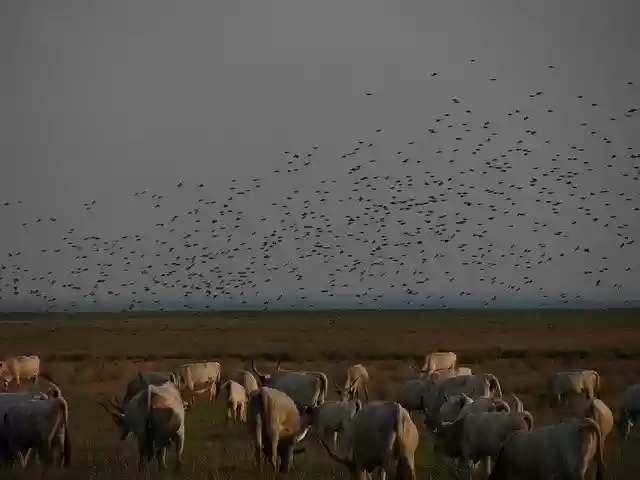 Free download Steppe Cattle Pasture Flock Of -  free photo or picture to be edited with GIMP online image editor