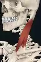 Free download sternocleidomastoid free photo or picture to be edited with GIMP online image editor