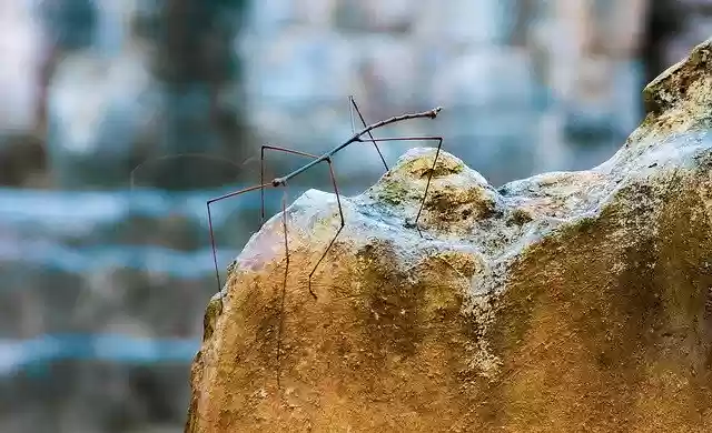 Free download Stick Insect Phasmatodea -  free free photo or picture to be edited with GIMP online image editor