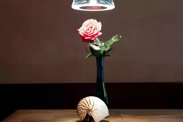Free download still life vase nautilus table free picture to be edited with GIMP free online image editor