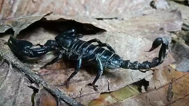 Free download Sting Scorpio Thailand Koh Lanta -  free photo or picture to be edited with GIMP online image editor
