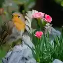 Stone birds and flowers  screen for extension Chrome web store in OffiDocs Chromium