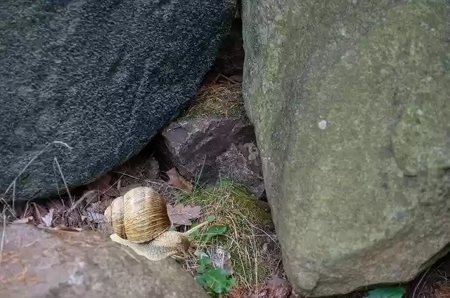 Free download Stones Snail Moss -  free photo or picture to be edited with GIMP online image editor