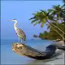 Stork beside the sea wallpaper  screen for extension Chrome web store in OffiDocs Chromium