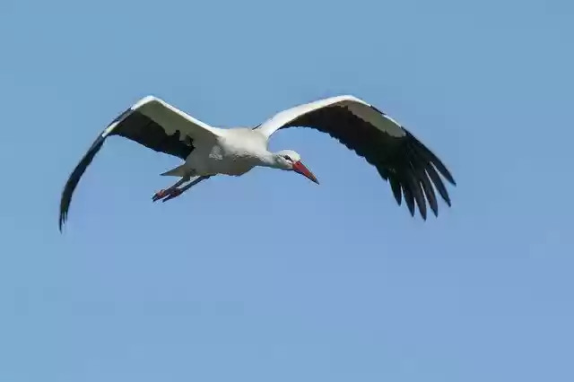 Free download Stork Bird Wings -  free photo or picture to be edited with GIMP online image editor