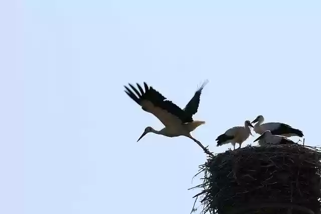 Free download Stork Flight Wing -  free photo or picture to be edited with GIMP online image editor
