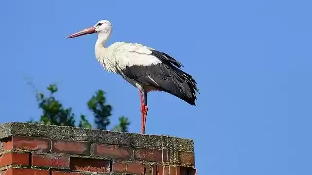 Free download Stork Roof Standing -  free photo or picture to be edited with GIMP online image editor