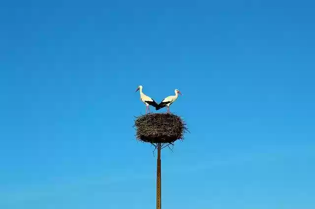 Free download Storks Birds Nature -  free photo or picture to be edited with GIMP online image editor