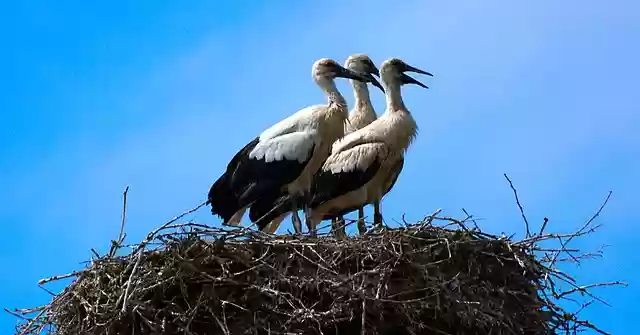 Free download storks birds nest white stork free picture to be edited with GIMP free online image editor