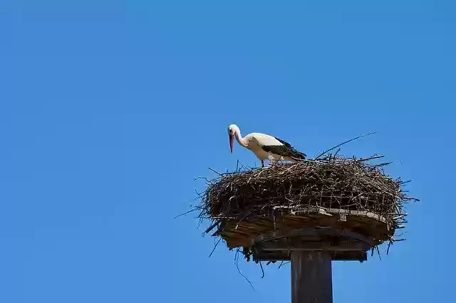 Free download Stork Storchennest Bird -  free photo or picture to be edited with GIMP online image editor
