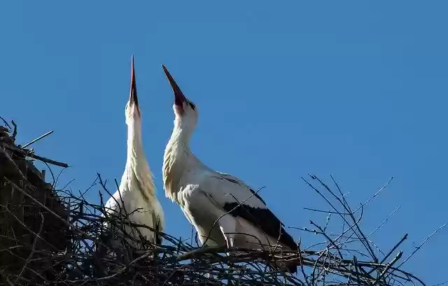 Free download Stork Storks Bird -  free photo or picture to be edited with GIMP online image editor