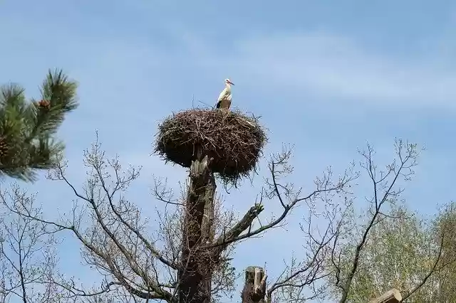 Free download Stork StorkS Nest Tree -  free photo or picture to be edited with GIMP online image editor
