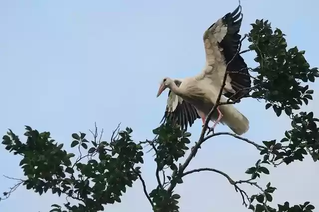 Free download Stork Wing Tree -  free photo or picture to be edited with GIMP online image editor