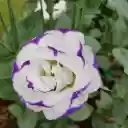 Strangely beautiful flower  screen for extension Chrome web store in OffiDocs Chromium