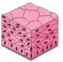 Free download Stratified Squamous Epithelium free photo or picture to be edited with GIMP online image editor