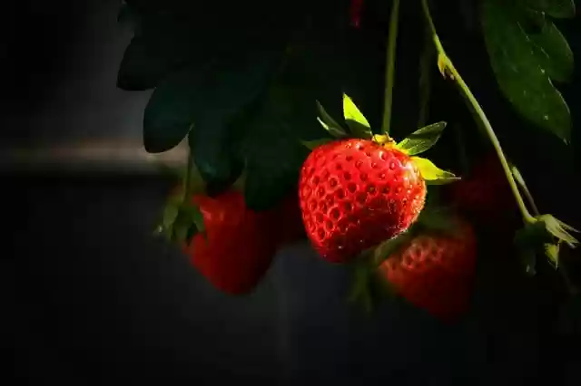 Free download strawberry fruit berry plant free picture to be edited with GIMP free online image editor