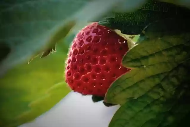 Free download strawberry fruit strawberry plant free picture to be edited with GIMP free online image editor