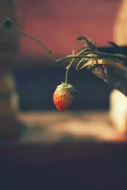 Free download strawberry fruit vitamin summer free picture to be edited with GIMP free online image editor