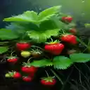 strawberry tree wallpaper  screen for extension Chrome web store in OffiDocs Chromium