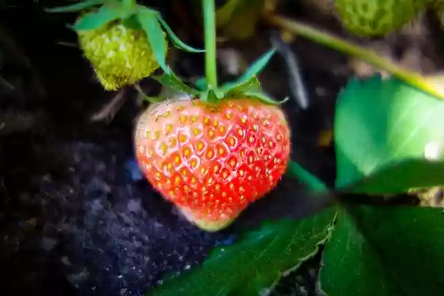 Muat turun percuma Strawberry Unripe - foto atau gambar percuma untuk diedit dengan editor imej dalam talian GIMP