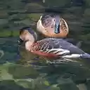 Stream ducks  screen for extension Chrome web store in OffiDocs Chromium