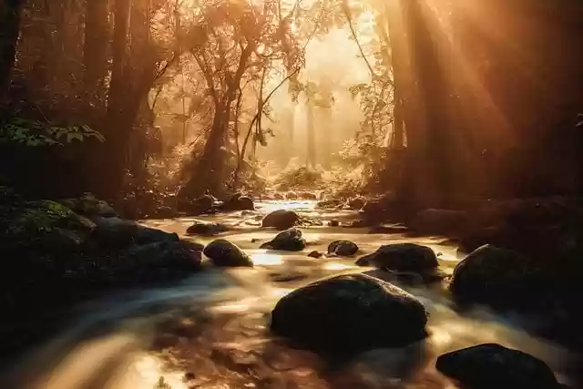 Libreng download stream trees forest flow river libreng larawan na ie-edit gamit ang GIMP free online image editor