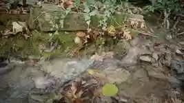 Free download Stream Water Autumn -  free video to be edited with OpenShot online video editor