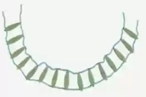 Free download String of Leaf Beads free photo or picture to be edited with GIMP online image editor