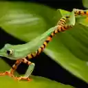 Striped bellied green frog  screen for extension Chrome web store in OffiDocs Chromium