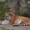 Striped tiger in the zoo  screen for extension Chrome web store in OffiDocs Chromium