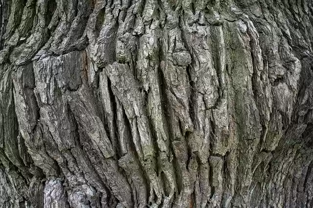 Free download Structure Background Oak Tree -  free photo or picture to be edited with GIMP online image editor
