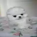 stuffed animal dog wallpapery  screen for extension Chrome web store in OffiDocs Chromium