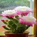 Stunningly beautiful cactus flower wallpaper  screen for extension Chrome web store in OffiDocs Chromium