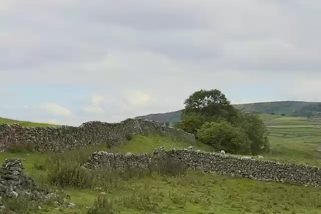 Free download Substantiate Dry Tree Walls Grass -  free photo or picture to be edited with GIMP online image editor