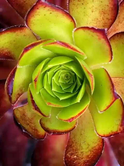 Free download succulent aeonium leaves plant free picture to be edited with GIMP free online image editor